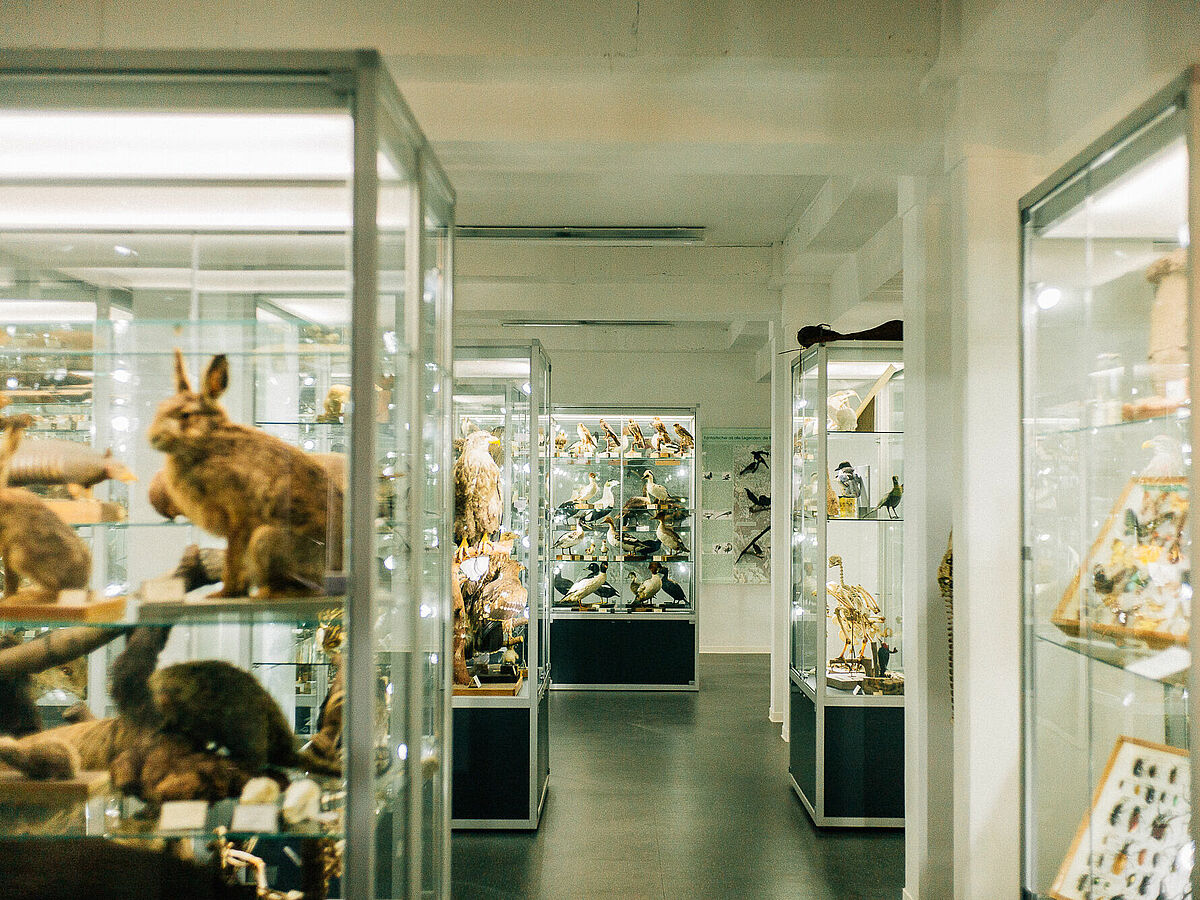 Symbolbild wissenschaftliche Sammlung. Diverse Glasvitrinen mit ausgestopften Tieren und Insektensammlungen. - Foto: Till Junker