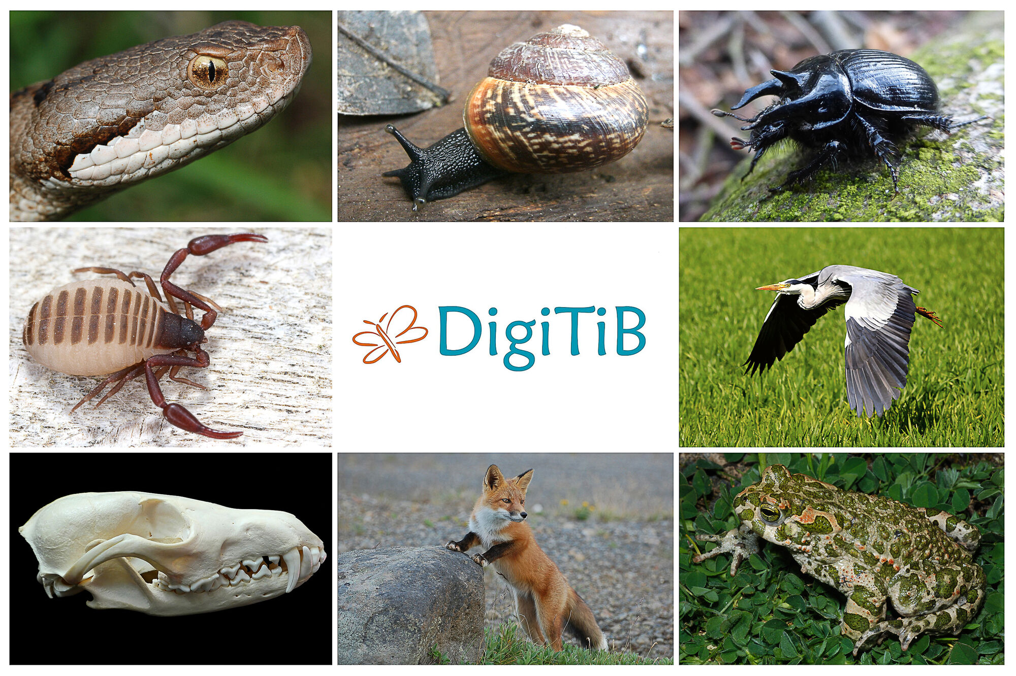 Collage DigiTiB @Michael Heethoff Collage DigiTiB @Michael Heethoff