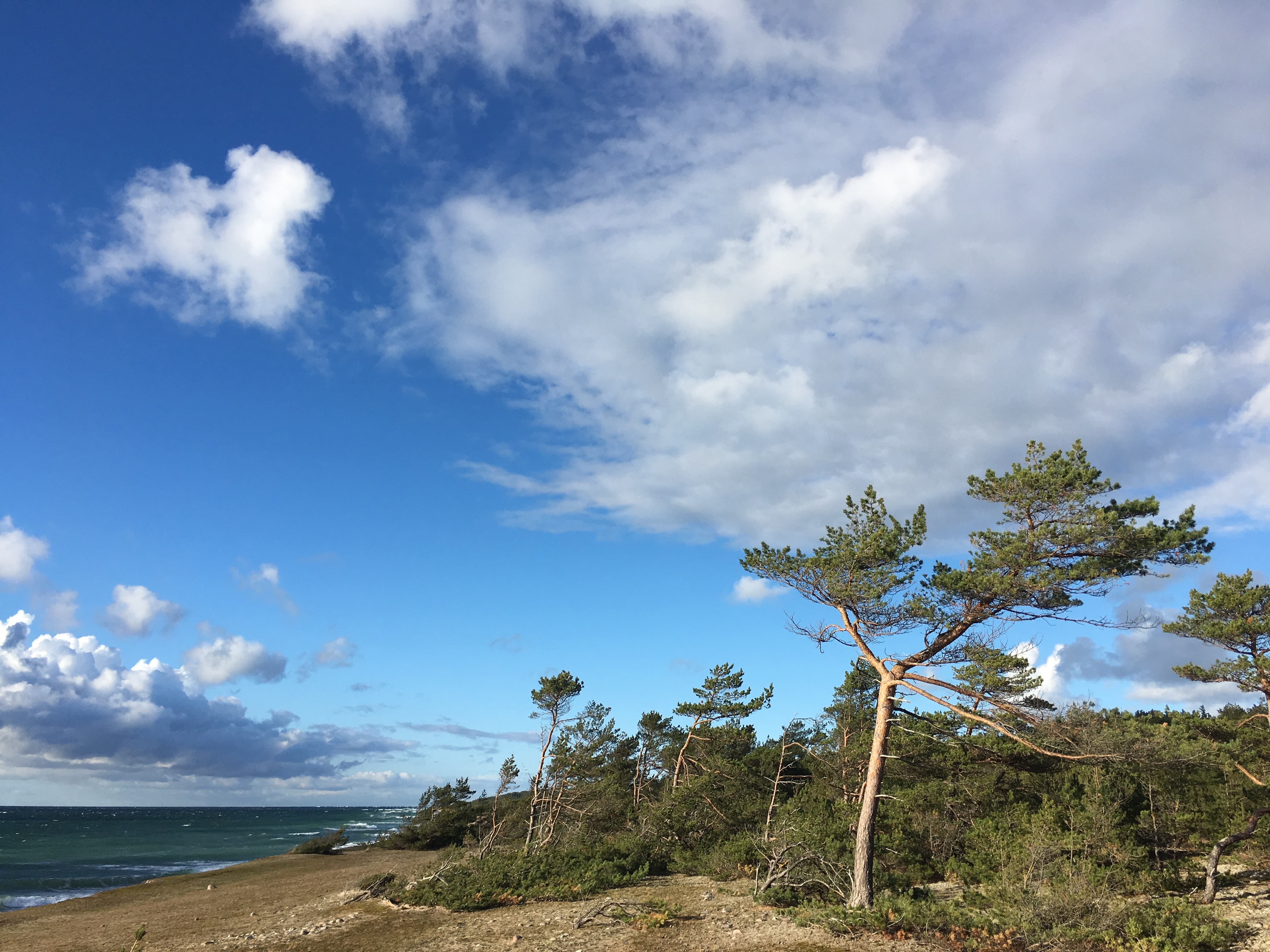 Pine forests on the Baltic coast - Photo: Karolina Janecka Pine forests on the Baltic coast - Photo: Karolina Janecka