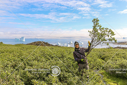 Professor Martin Wilmking in the shrub tundra on Greenland - photo: Allan Buras Professor Martin Wilmking in the shrub tundra on Greenland - photo: Allan Buras