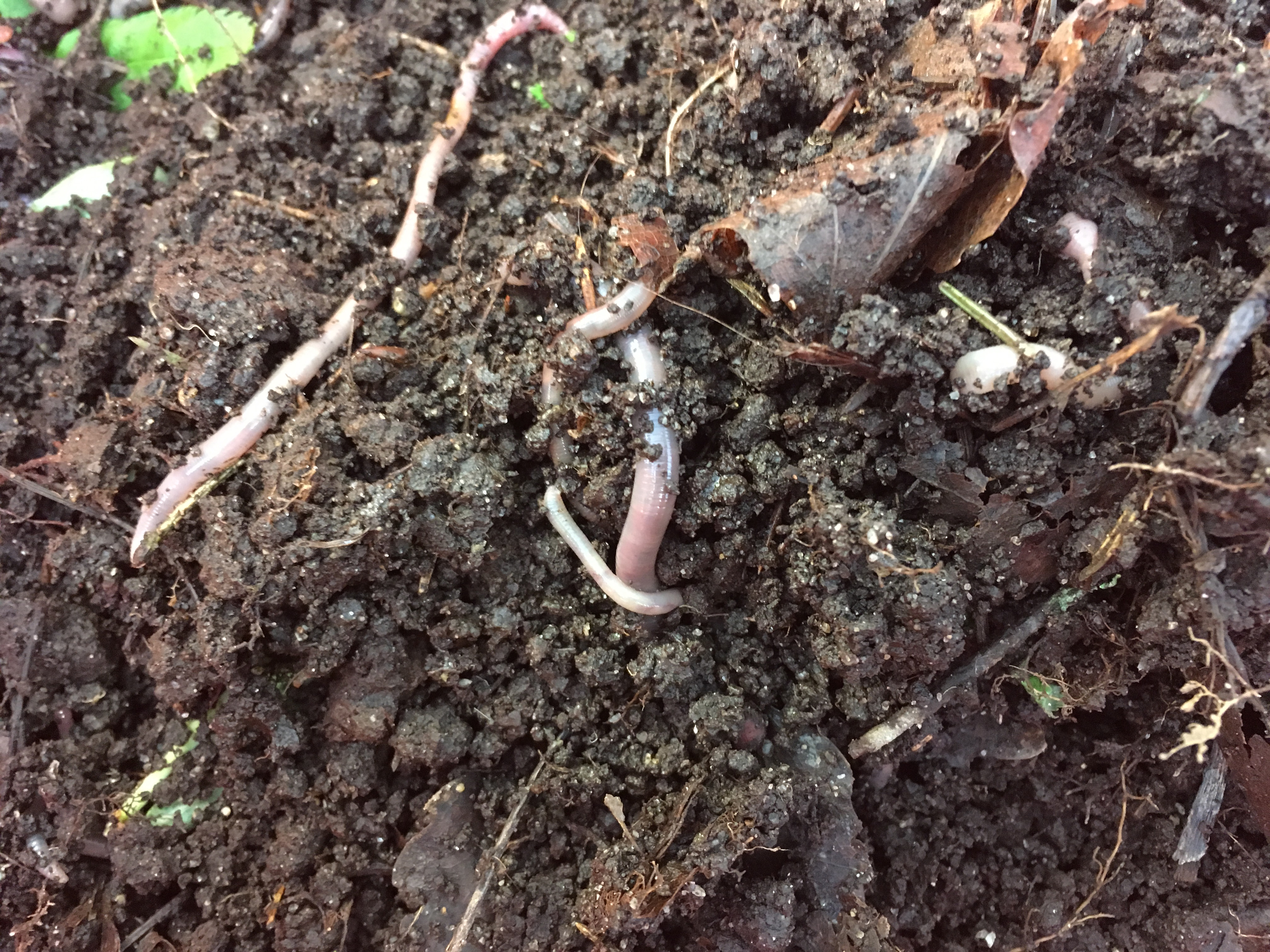 Earthworms are able to penetrate the arctic soil within just a few minutes. Photo: Gesche Blume-Werry.