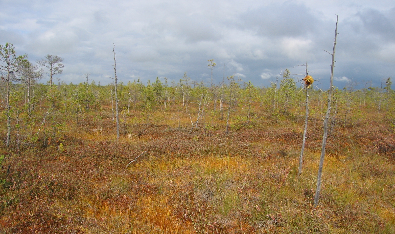 Peatland mosses are unable to regulate their water loss - photo: Martin Wilmking Peatland mosses are unable to regulate their water loss - photo: Martin Wilmking