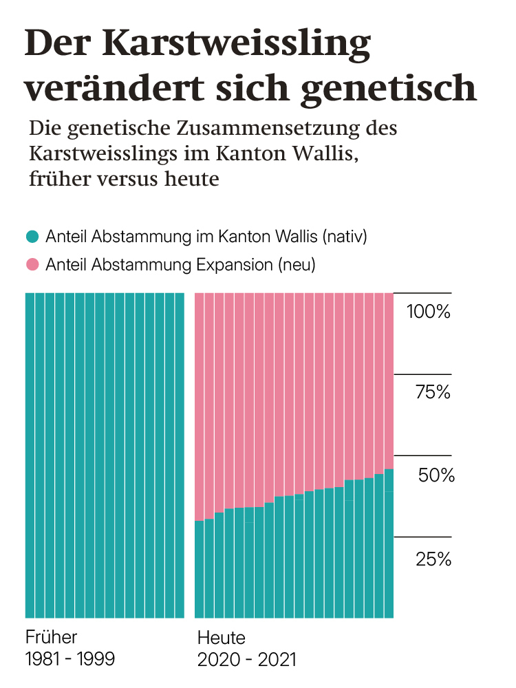 Infografik Genetik Karstweißling Die Grafik zeift, wie sich der Karstweißling genetisch verändert.