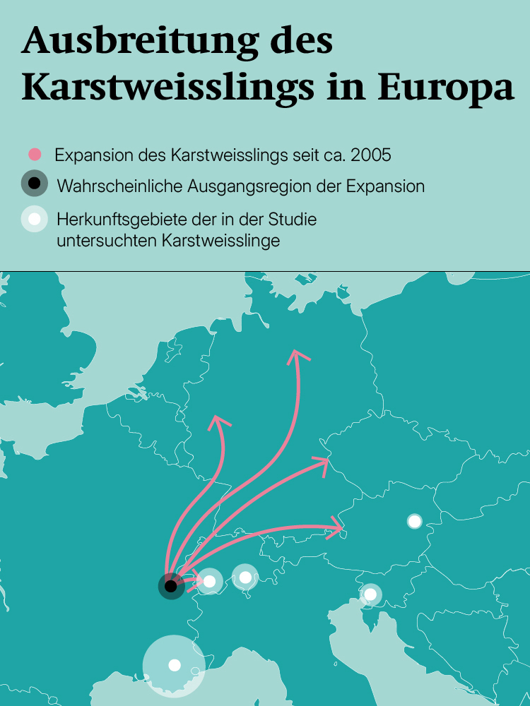 Grafik zum Karstweißling Die Karte zeigt die Ausbreitung des Karstweißlings in Europa.