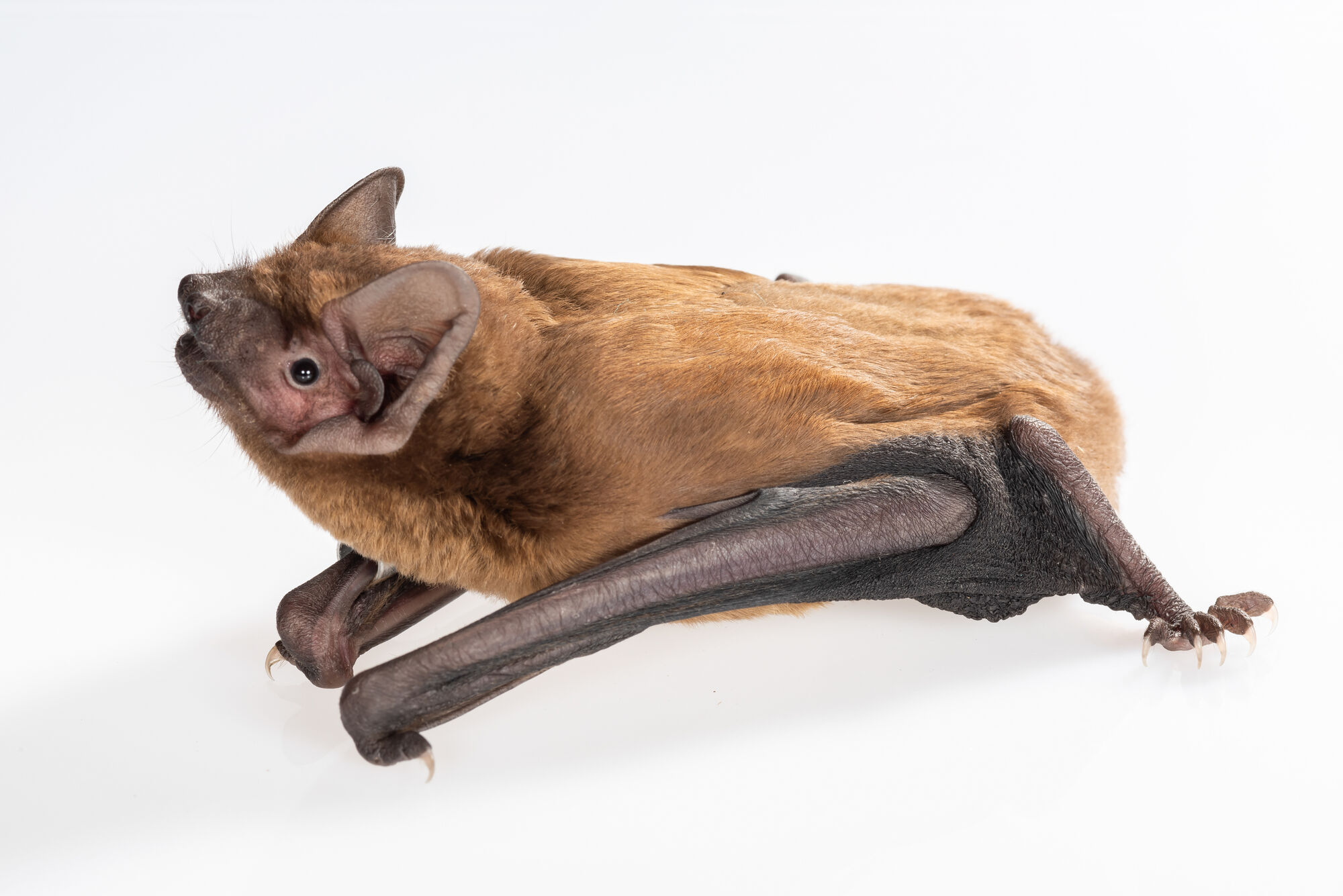 Common noctule (Nyctalus noctula) © Christian Giese, www.pixtura.tv, 2024 The photo is an image of the bat species common noctule (Nyctalus noctula)