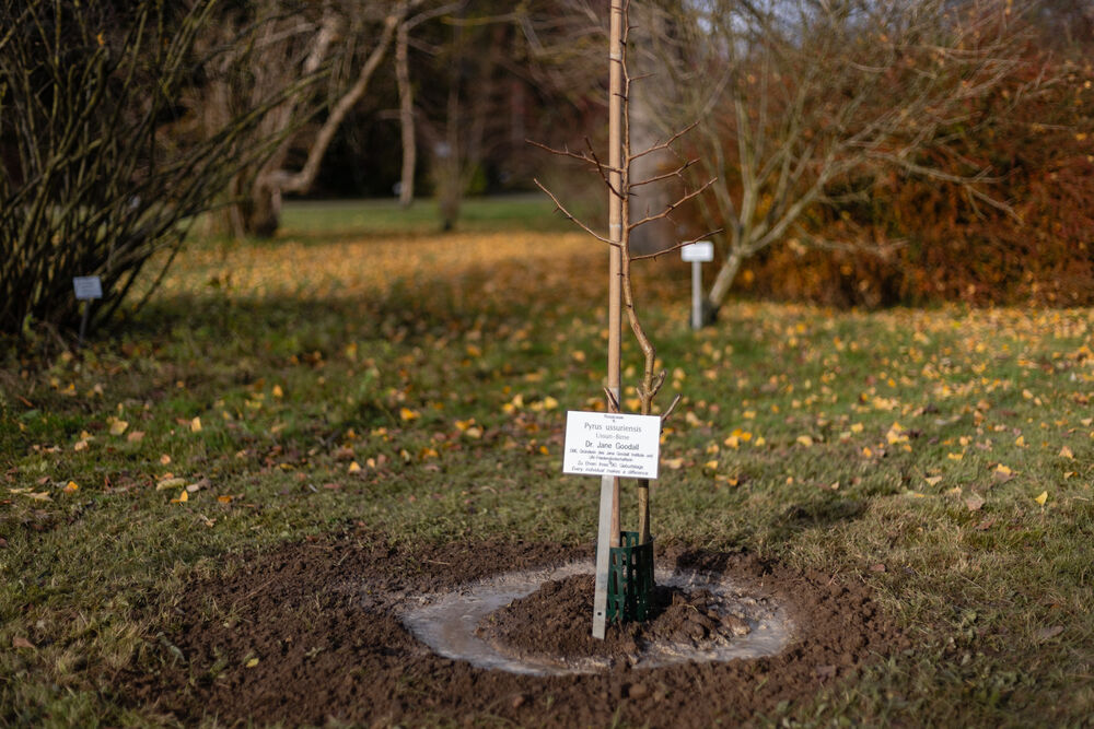 Baumpflanzung Tree planting in honour of Jane Goodall in the Greifswald Arboretum