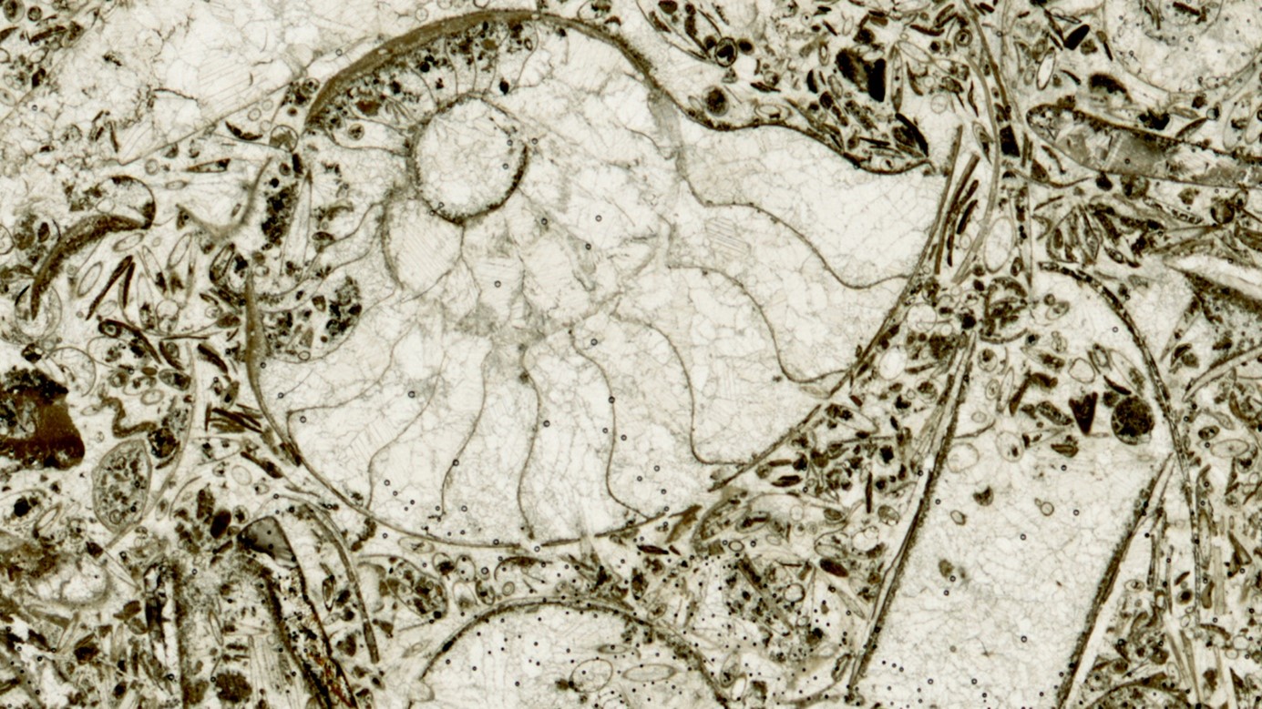 Querschnitt durch das Gehäuse eines Kopffüßers (Goniatiten) © Arwed GibbCross-section of the shell of a cephalopod (goniatids) and other shell fragments from Late Devonian (Frasnian) bioclastic digested sludge in Morocco. Example of the deposition from an anoxic bottom current. Cephalopod limestone, microscopic section of rock, Lower Rhinestreet Event (sample Ji 22e), © Arwed Gibb