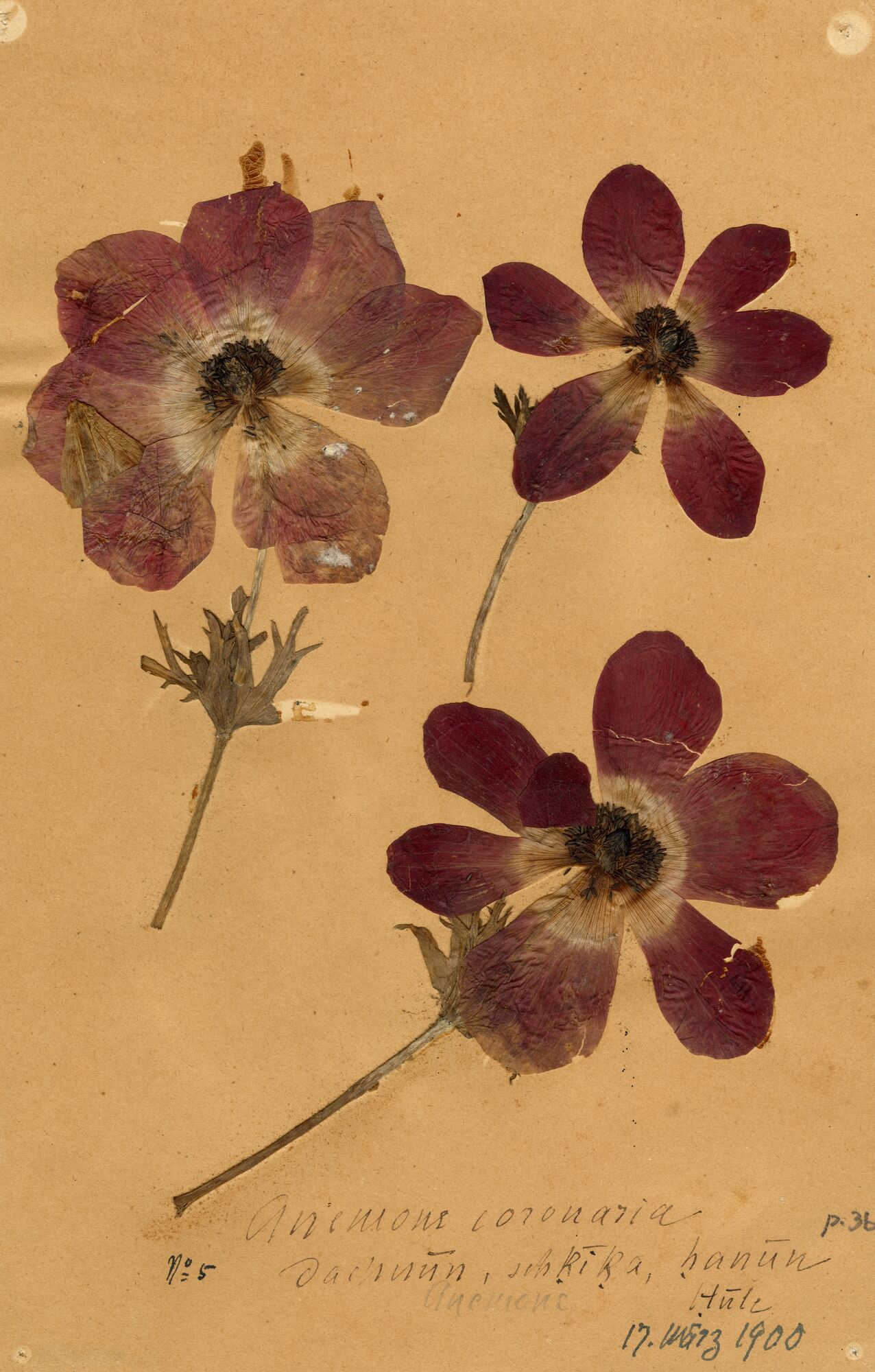 Pressed poppy anemone, collected by Gustaf Dalman at the Hula Lake on 17 March 1900 Photo of a pressed poppy anemone, collected by Gustaf Dalman at the Hula Lake on 17 March 1900