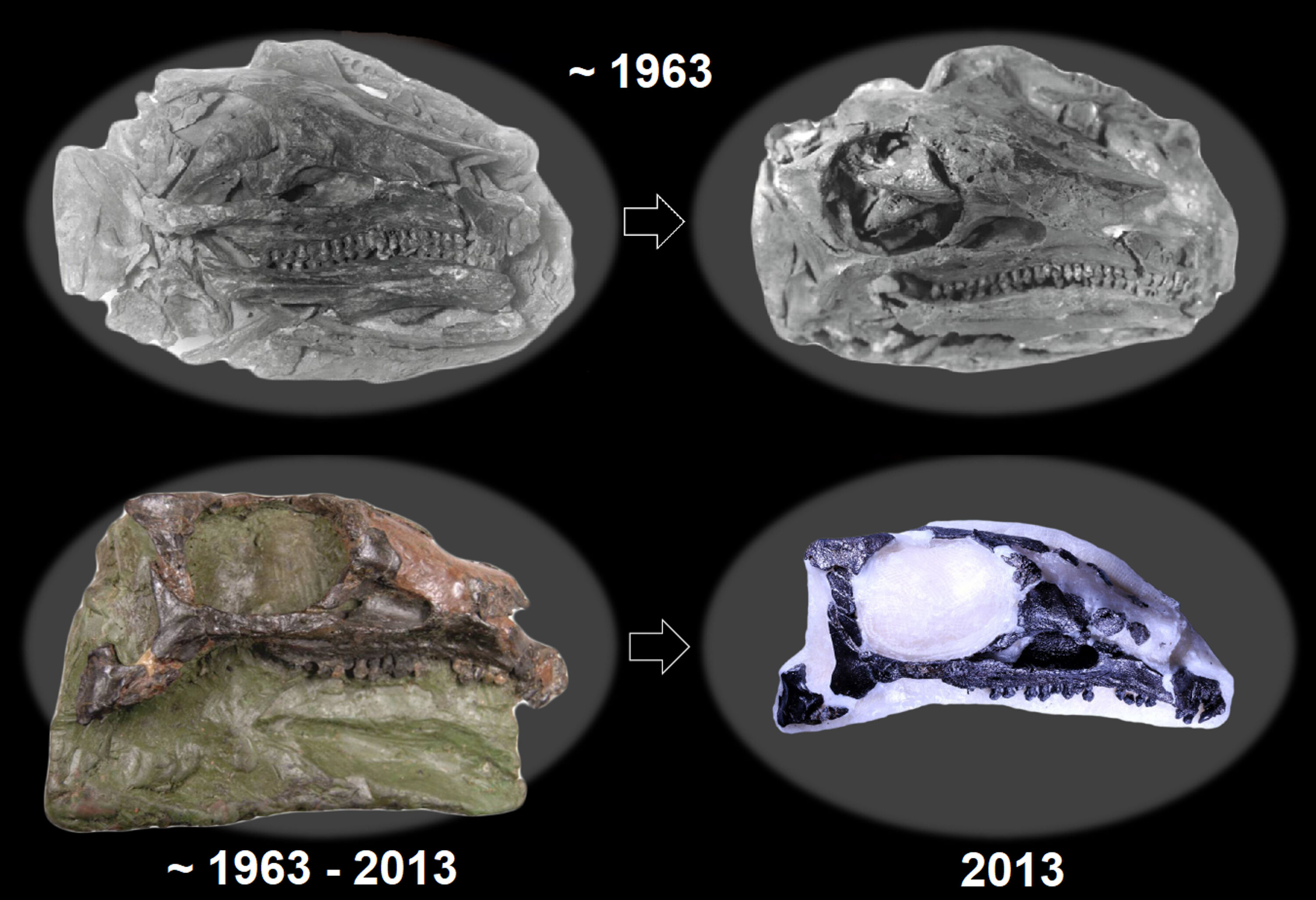 Schädel des Holotypus von Emausaurus ernsti Der Schädel des Holotypus von Emausaurus ernsti, einem gepanzerten Dinosaurier aus einer jurazeitlichen Tongrube bei Grimmen.