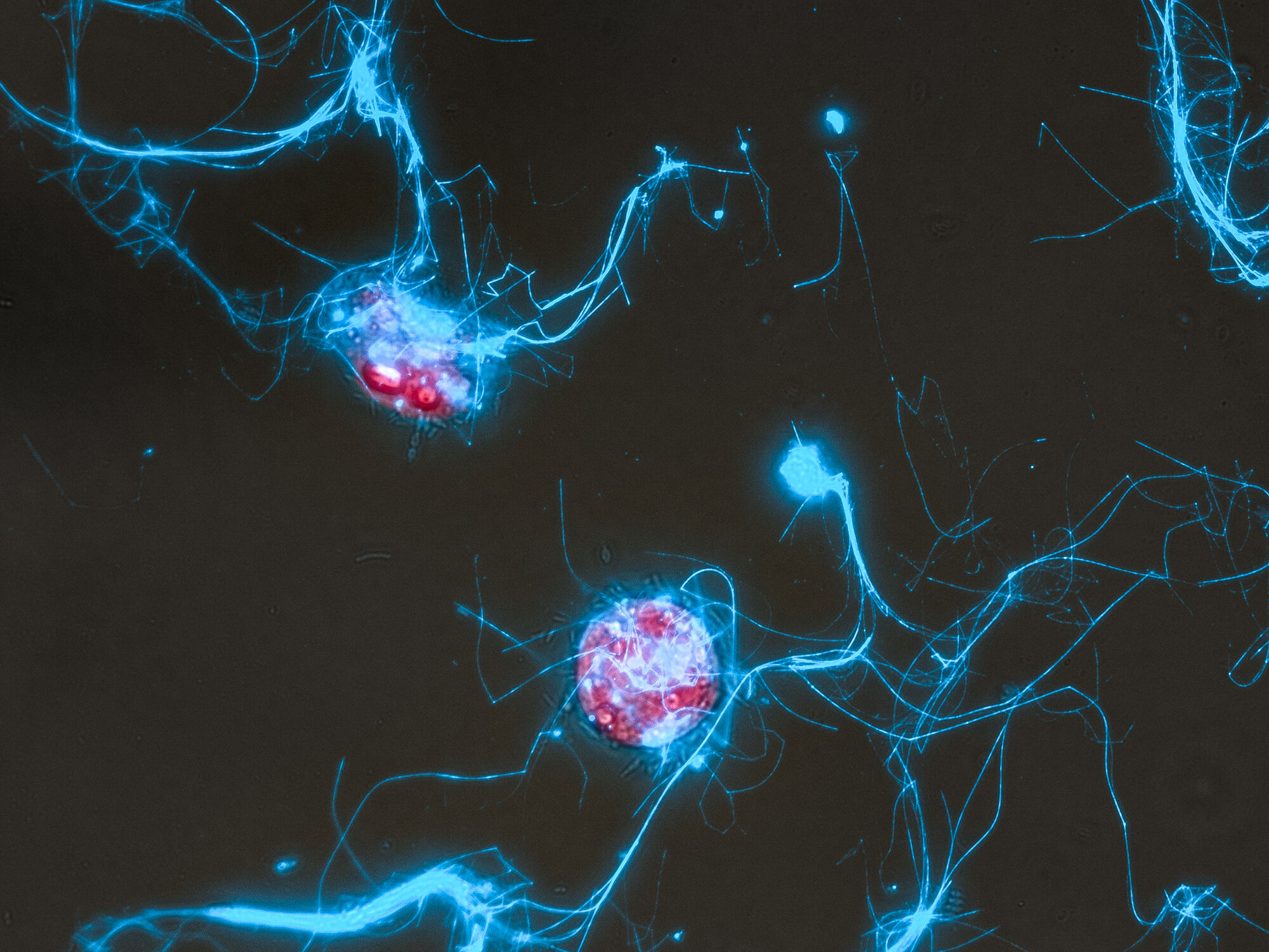 Die Kieselalge Conticribra weissflogii (rot) und die von ihr ausgeschiedenen Zuckerpolymerstrukturen (blau). Auf dem Bild sind die Die Kieselalge Conticribra weissflogii (rot) und die von ihr ausgeschiedenen Zuckerpolymerstrukturen (blau) unter dem Mikroskop zu sehen.