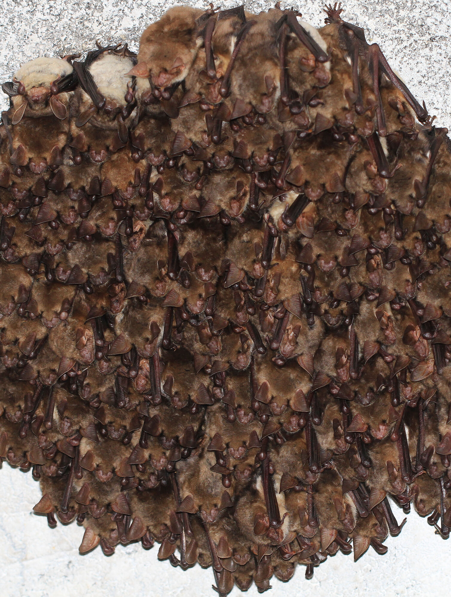 Myotis myotis / Fledermäuse in Nietoperek, Polen, einem der größten und ökologisch bedeutendsten Fledermaus-Winterquartieren Europas. Myotis myotis / Fledermäuse in Nietoperek, Polen, einem der größten und ökologisch bedeutendsten Fledermaus-Winterquartieren Europas.