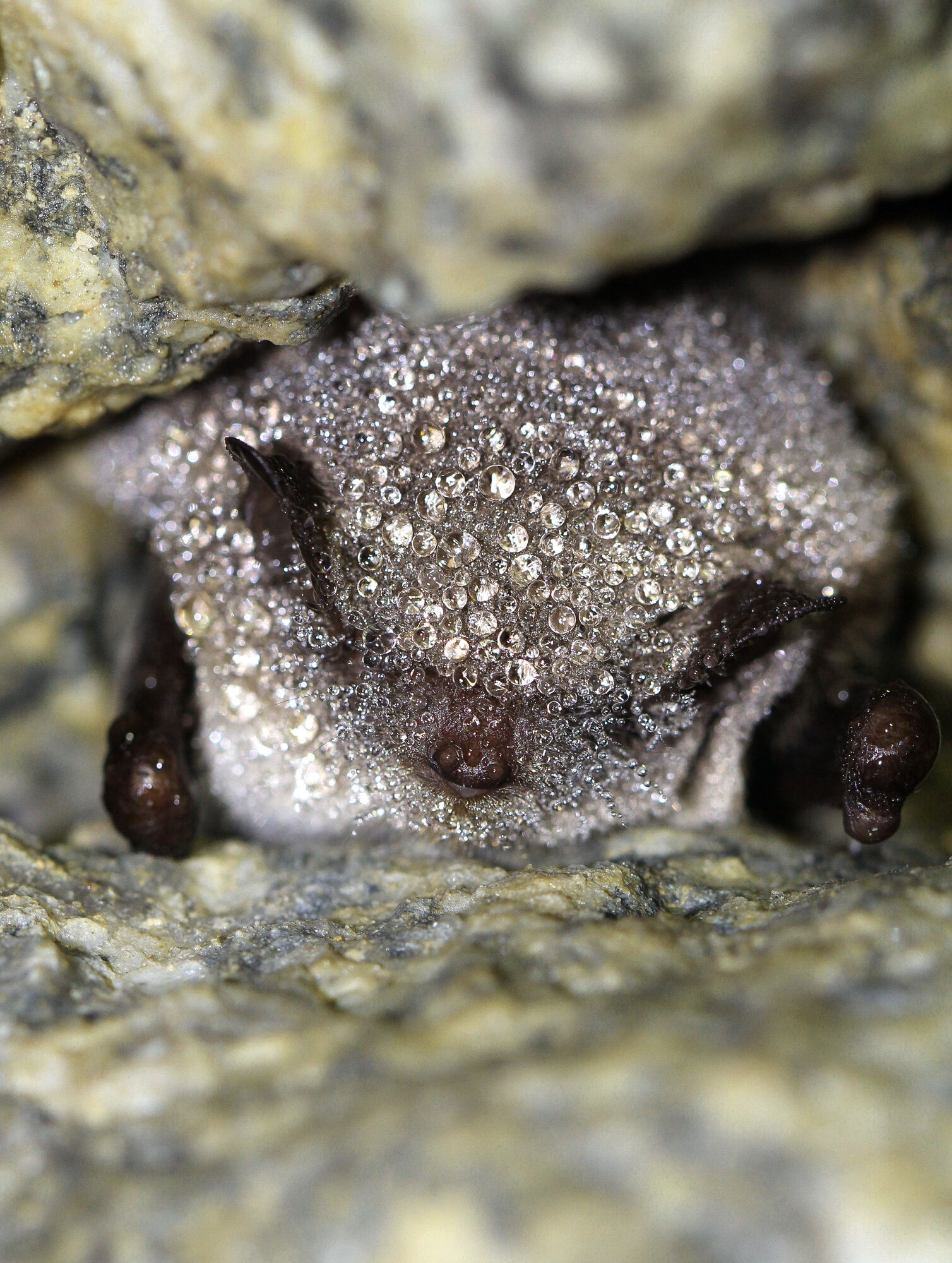 Myotis daubentonii / Fledermaus in einem unterirdischen Tunnel in Aveyron, Frankreich. Myotis daubentonii / Fledermaus in einem unterirdischen Tunnel in Aveyron, Frankreich. Das Fell der Fledermaus ist mit Kondenswassertröpfchen bedeckt, was auf die hohe Luftfeuchtigkeit und die stabilen mikroklimatischen Bedingungen zurückzuführen ist, welche in Fledermaus-Winterquartieren typisch sind.