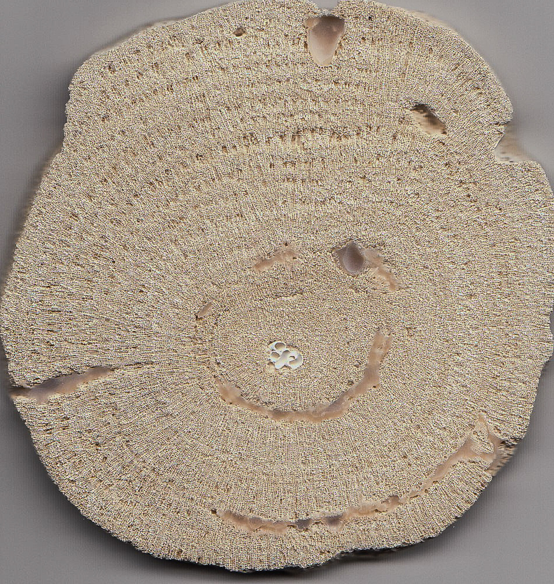 Querschnitt durch eine kugelförmige Porites Rollkoralle aus den Miozän-zeitlichen Ablagerungen des Wiener Beckens. Querschnitt durch eine kugelförmige Porites Rollkoralle aus den Miozän-zeitlichen Ablagerungen des Wiener Beckens. Rollkorallen sind nicht fest am Meeresboden verankert sondern werden regelmäßig durch Wellenbewegungen oder Fische gedreht, was dazu führt, dass sie konzentrisch um einen Kern wachsen. Dieser Kern ist in der Regel ein Schalenbruchstück, auf dem sich die Korallenlarve angesiedelt hat.