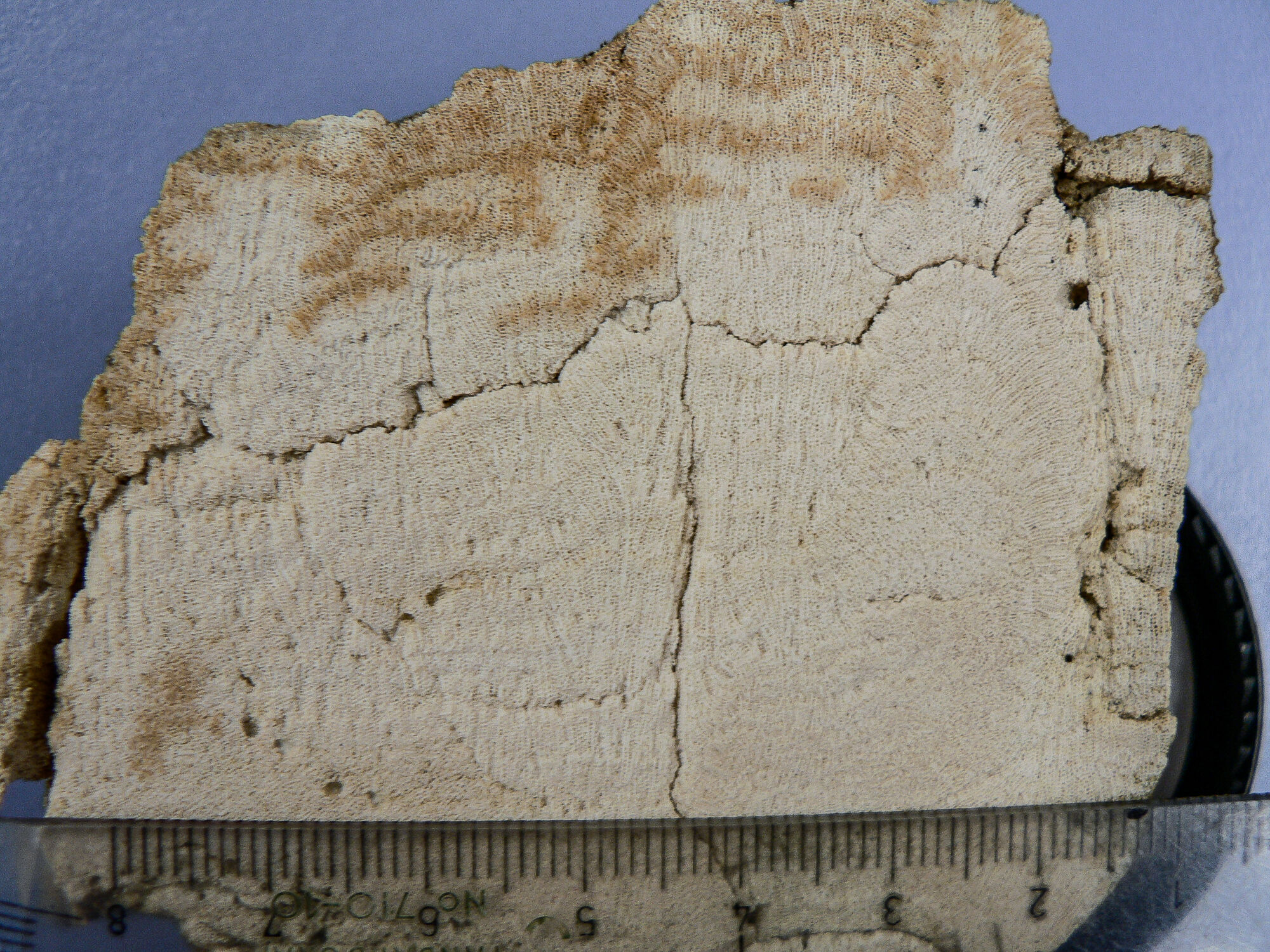 Porites Koralle mit massiver Wuchsform im Längsschnitt. Porites Koralle mit massiver Wuchsform im Längsschnitt. Das Fossil wurde bereits vor über 100 Jahren in einem Stadtteil von Wien gefunden. Die zahlreichen Brüche im Korallenskelett machen es schwierig, dünne und gleichmäßige Scheiben für die Röntgenuntersuchungen herzustellen.