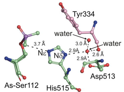 Der Ausschnitt aus dem aktiven Zentrum der Kohlenhydrat-Esterase Fl8CE20_II zeigt die neu entdeckte „wasservermittelte katalytische Triade“ mit dem präzise eingebundenem Wassermolekül. Der Ausschnitt aus dem aktiven Zentrum der Kohlenhydrat-Esterase Fl8CE20_II zeigt die neu entdeckte „wasservermittelte katalytische Triade“ mit dem präzise eingebundenem Wassermolekül.