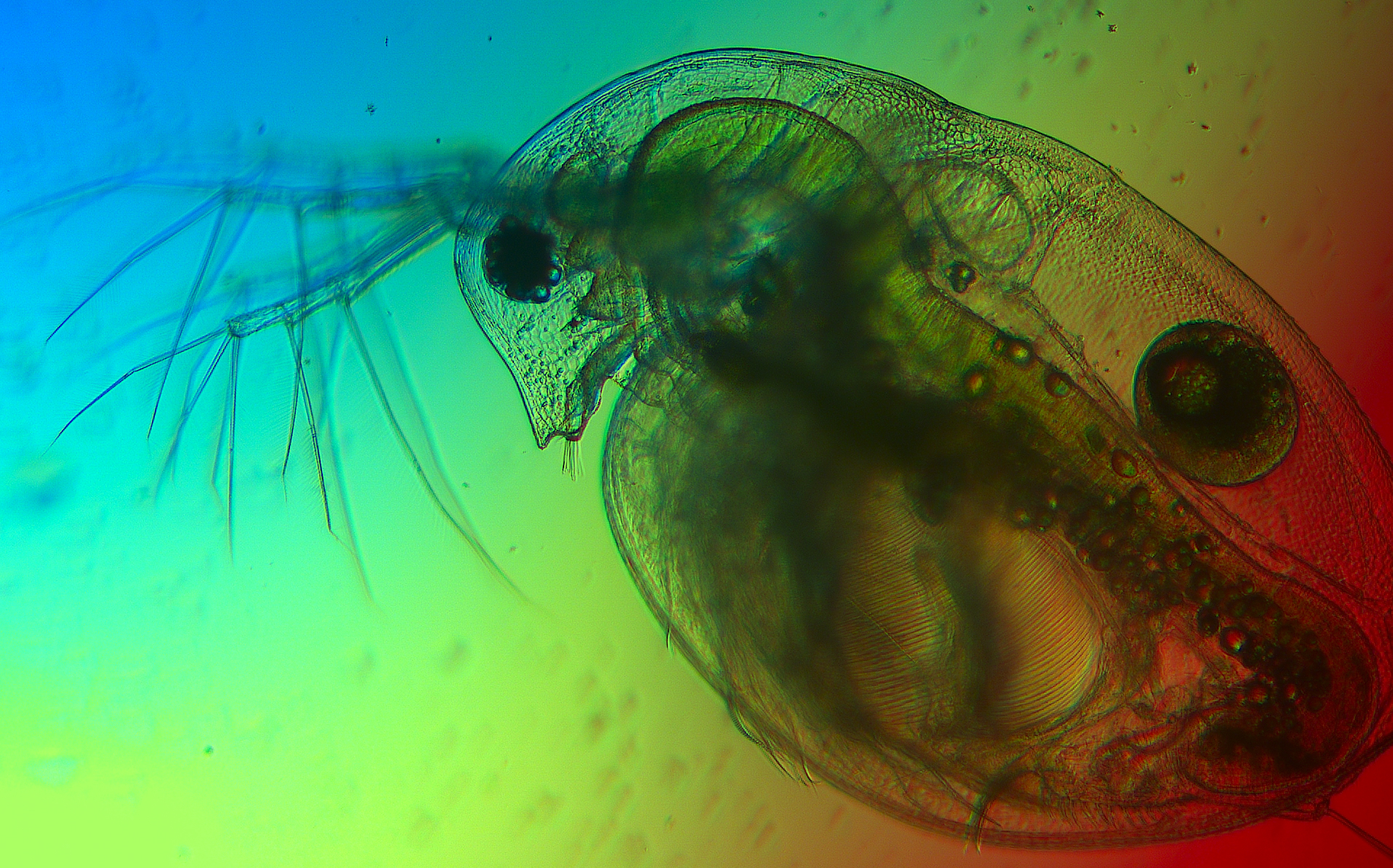 Ein Wasserfloh unter dem Mikroskop. Die Lichtfarben im See beeinflussen seine Nahrungsgrundlage: Mikroalgen. Ein Wasserfloh unter dem Mikroskop. Die Lichtfarben im See beeinflussen seine Nahrungsgrundlage: Mikroalgen. Die Farben um den Wasserfloh herum sind regenbogenfarbig.