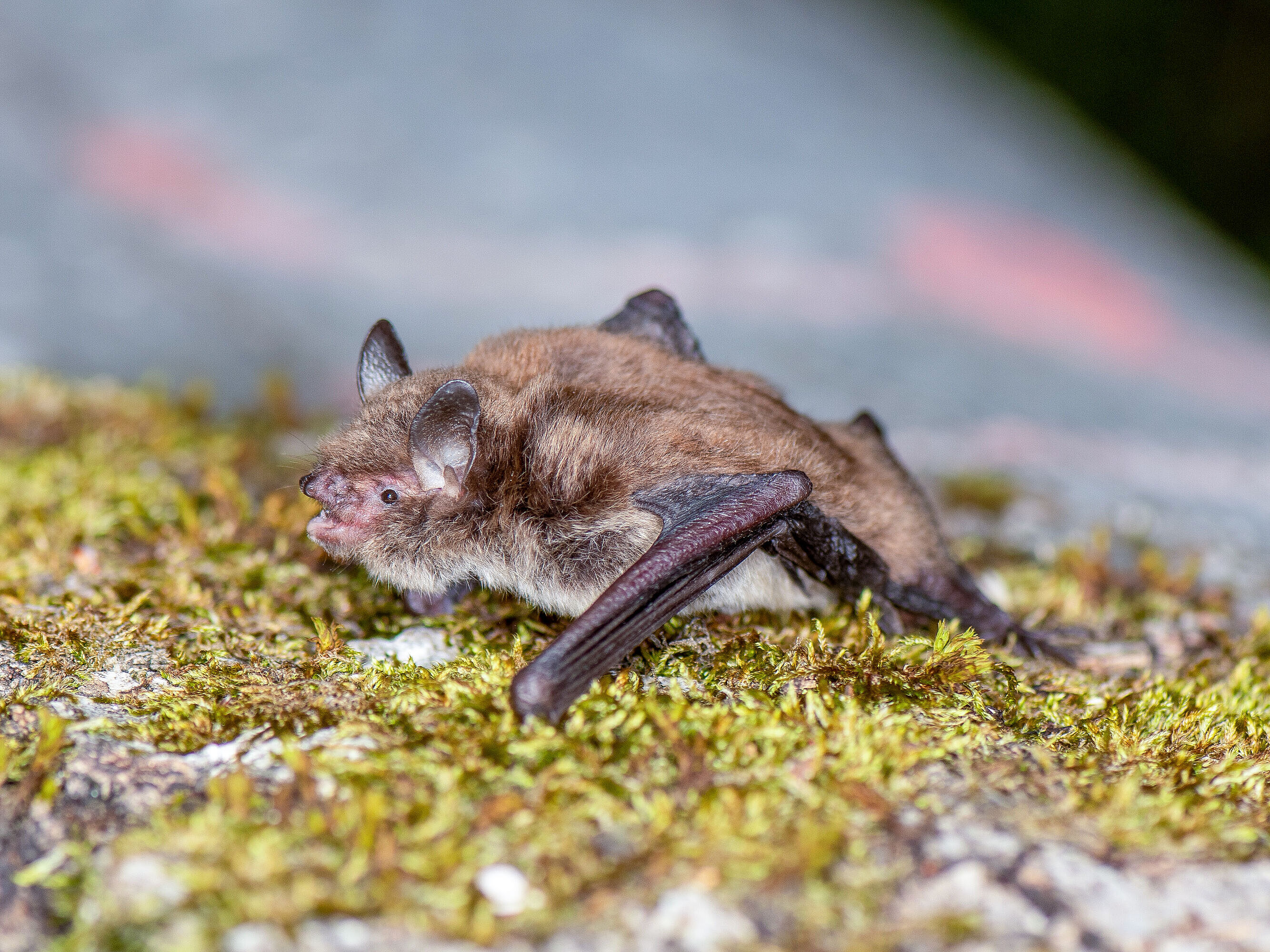 Wasserfledermaus (<i>Myotis daubentonii</i>) Symbolbild von einer Wasserfledermaus.
