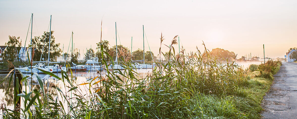 Sonnenaufgang am Ryck Zwischen grünen Büschen schimmert im Hintergrund das Wasser des Rycks im frühen Morgenlicht durch. Im Hintergrund sieht man Schiffsmasten.