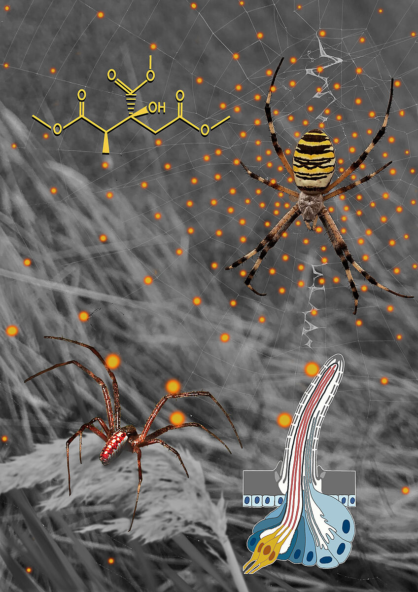 Illustration of the study’s results: a male of Argiope bruennichi approaches a female that signals its receptivity through the emission of a sex pheromone (2R,3S)-trimethyl methylcitrate (TMMC). Sex pheromone molecules are indicated by the bright spots. 