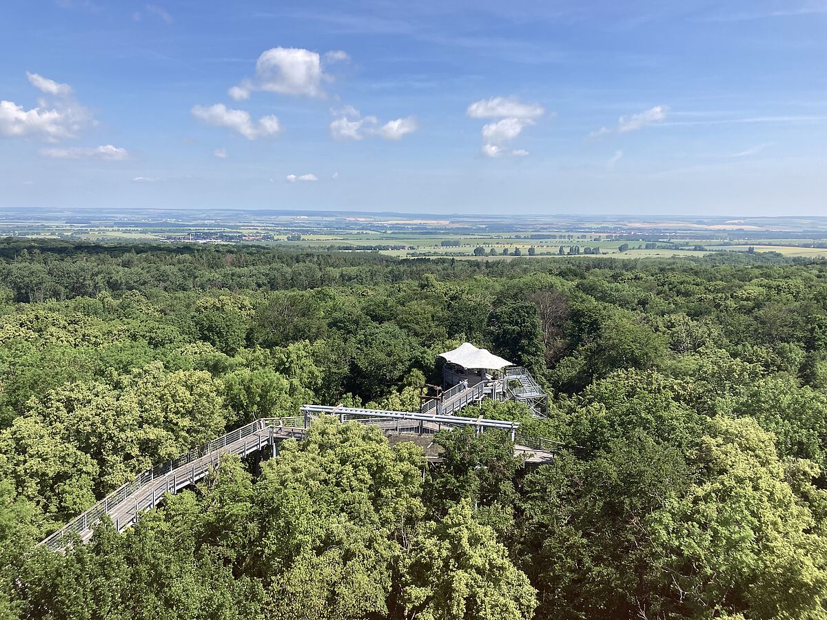 Blick über die Bäume vom Baumkronenpfad.