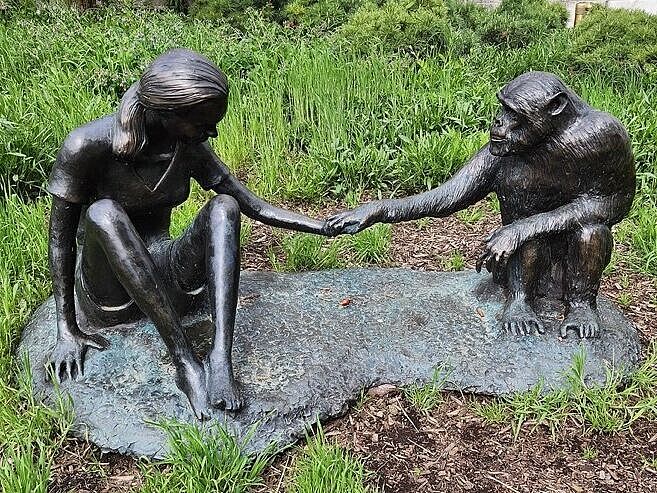 Skulptur vor dem Field-Museum in Chicago. Sie zeigt Jane Goodall und David Greybeard, den ersten Schimpansen des Gombe-Nationalparkes, der ein Vertrauensverhältnis zu Jane Goodall aufbaute. 