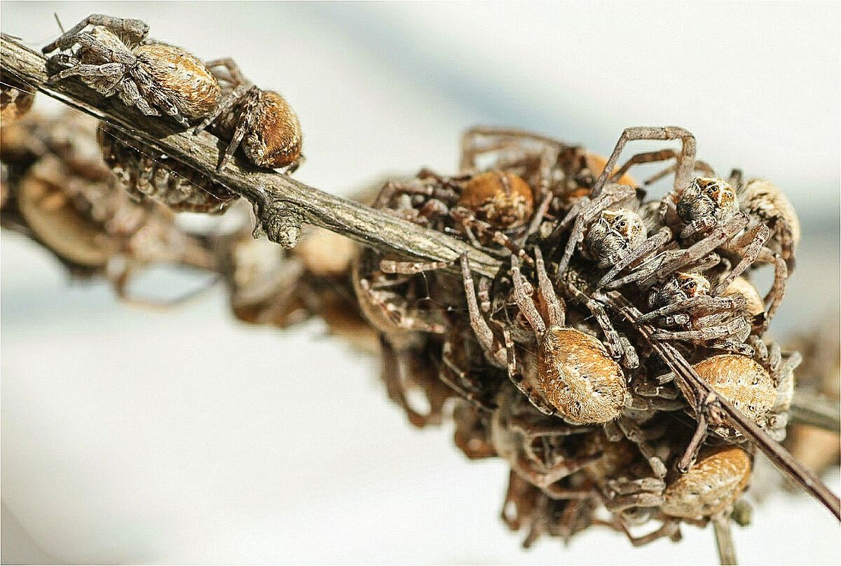 Photo of a group of the social spider Stegodyphus dumicola