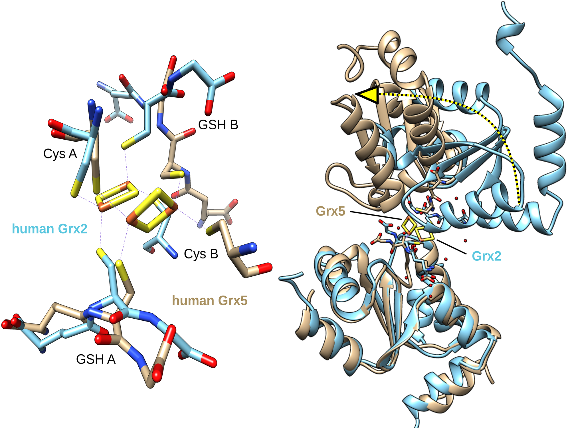 Glutaredoxin, Kofaktoren, Proteine, – ©Christopher_Horst_Lillig Glutaredoxin, Kofaktoren, Proteine, – ©Christopher_Horst_Lillig