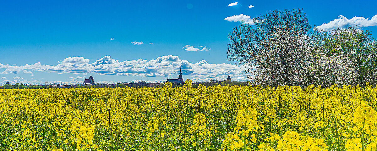Rapsfeld mit Blick nach Greifswald Ein großes Feld mit unzähligen, knallgelben Rapsblüten. Im Hintergrund sieht man die Stadtsilhouette Greifswalds mit dem Greifswalder Dom und der Marienkirche