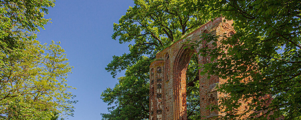 Klosterruine Eldena Zwischen grünen Blätterkronen ragt die backsteinerne Klosterruine hervor.