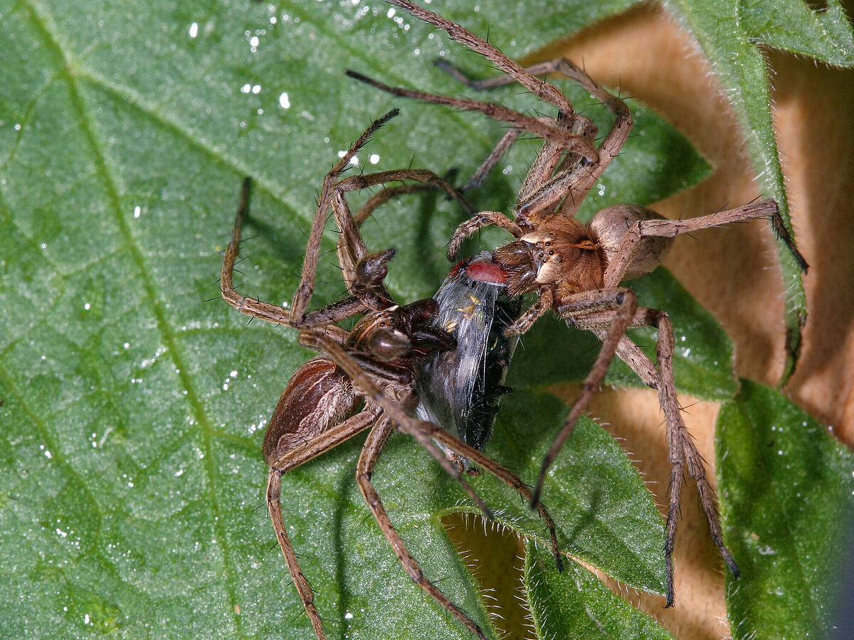 Weibchen und Männchen der Listspinne Pisaura mirabilis, auch Brautgeschenkspinne genannt. Das Männchen (links) bringt eingewickelte Beute mit und übergibt diese dem Weibchen (rechts). Weibchen und Männchen der Listspinne Pisaura mirabilis, auch Brautgeschenkspinne genannt. Das Männchen (links) bringt eingewickelte Beute mit und übergibt diese dem Weibchen (rechts).
