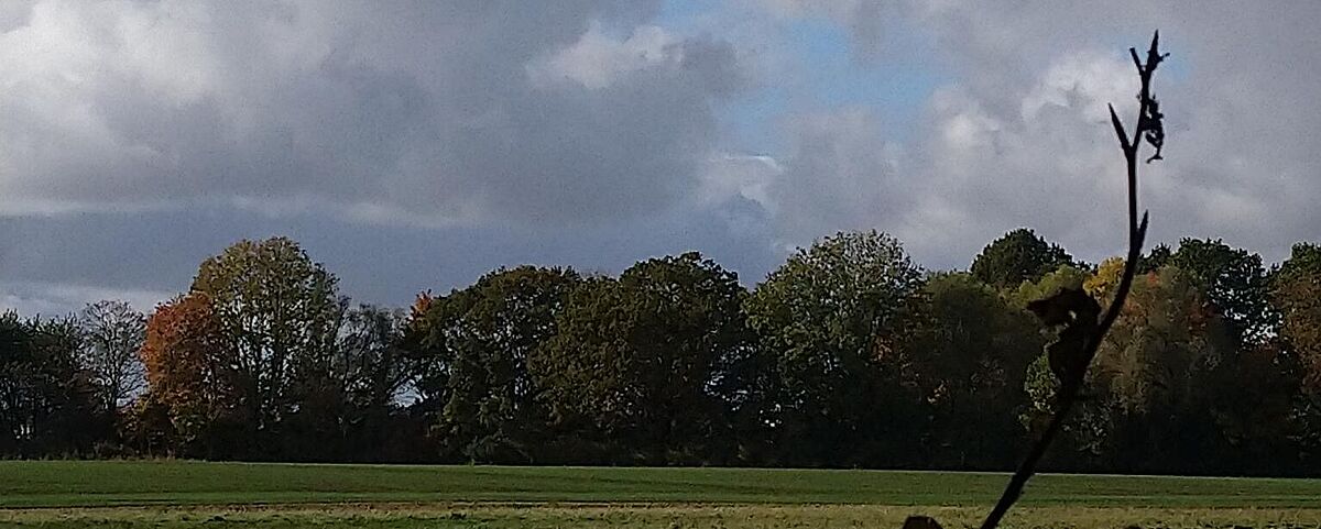 Projekt „Wald | Gesund“