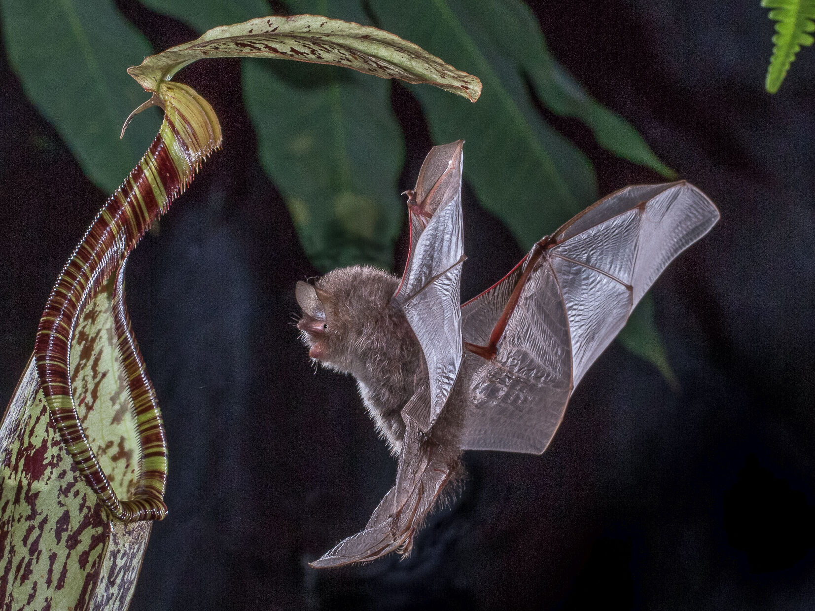 Das Bild zeigt die Kannenpflanze Nepenthes hemsleyana mit ihrem Mutualismuspartner, der Fledermaus Kerivoula hardwickii. Foto: Merlin D. Tuttle, www.merlintuttle.com