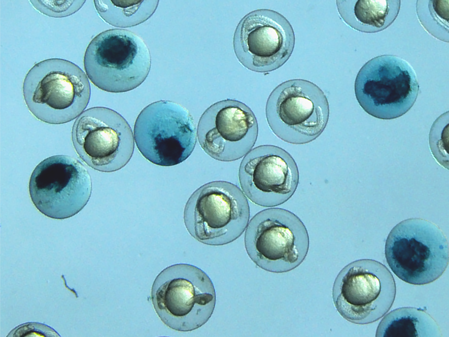 Zebrafische, Glutaredoxin, Entwicklung, Eisenstoffwechsel, ©Carsten_Berndt Zebrafische, Glutaredoxin, Entwicklung, Eisenstoffwechsel, ©Carsten_Berndt