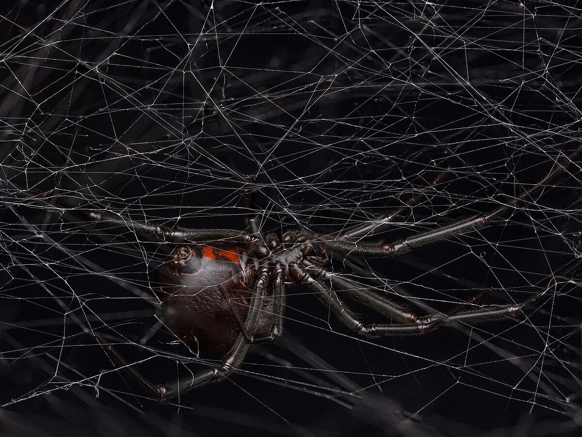 Eine weibliche Schwarze Witwe (Latrodectus hesperus) auf ihrem Netz.