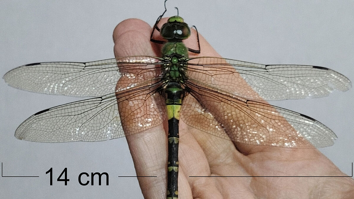 Insekten Sauerstoff Grafik: Sauerstoff bestimmt offenbar nicht die Körpergröße von Insekten.