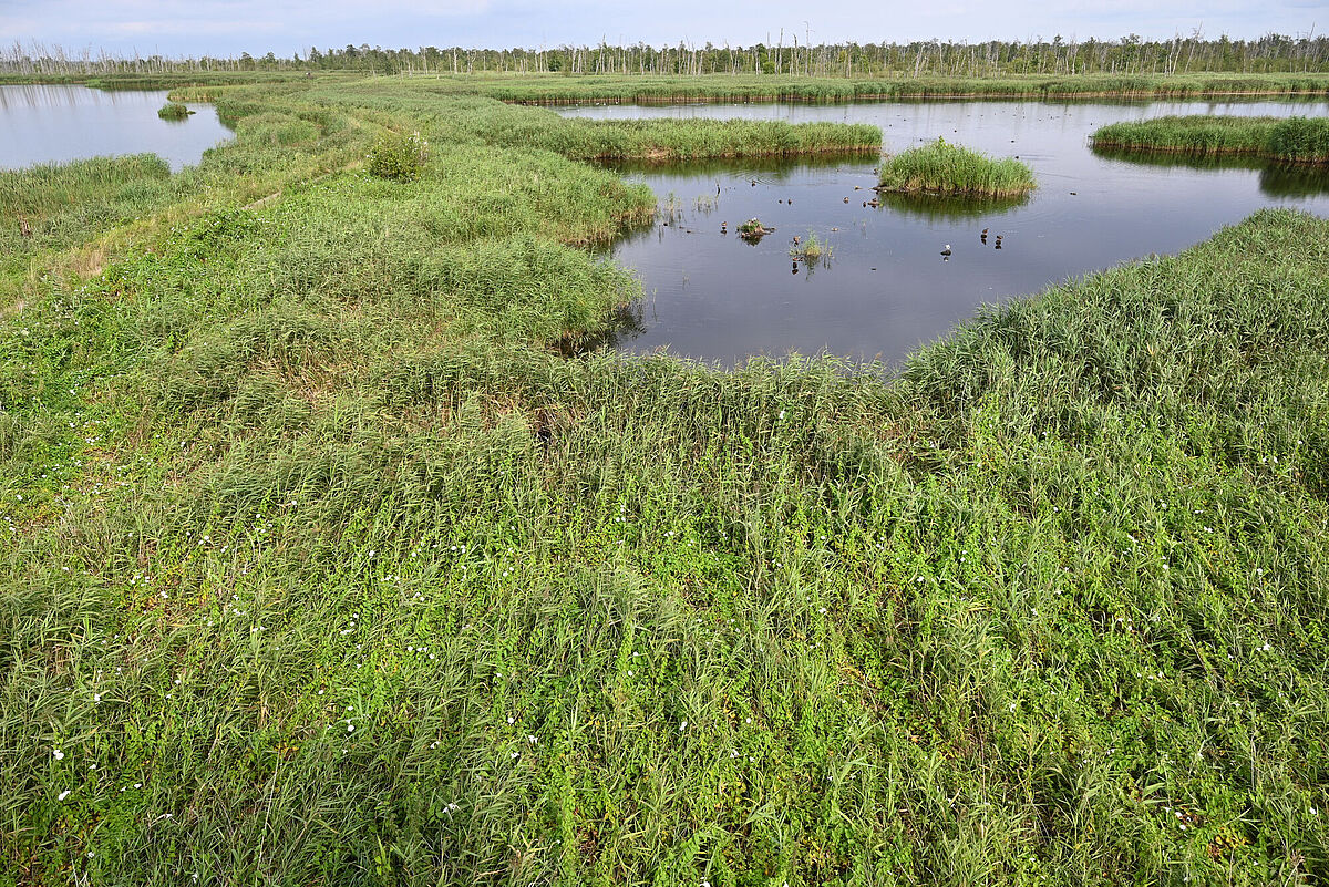 Wiedervernässtes Moor im Anklamer Stadtbruch Wiedervernässtes Moor im Anklamer Stadtbruch