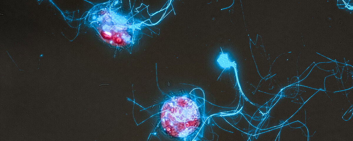 Die Kieselalge Conticribra weissflogii (rot) und die von ihr ausgeschiedenen Zuckerpolymerstrukturen (blau). Auf dem Bild sind die Die Kieselalge Conticribra weissflogii (rot) und die von ihr ausgeschiedenen Zuckerpolymerstrukturen (blau) unter dem Mikroskop zu sehen.