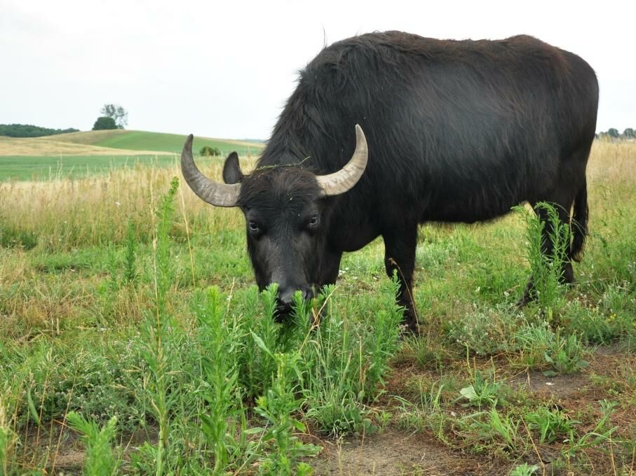 Wasserbüffel, © Benjamin Herold Wasserbüffel, © Benjamin Herold