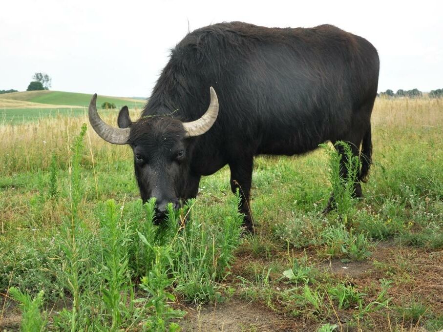 Water buffalo, © Benjamin Herold Water buffalo, © Benjamin Herold