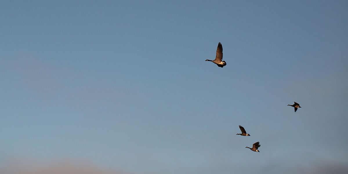 Migrationsgeschichte, Nationalität und Weltanschauung