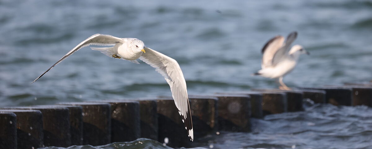Möwe Eine Möwe hebt zum Flug vom Poller ab, hinter ihr das Meer. Eine weitere sitzt im Hintergrund auf dem Poller.